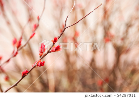 Red flowers on a bare branch of a bush Red flowers on a bare branch of a bush 54287011