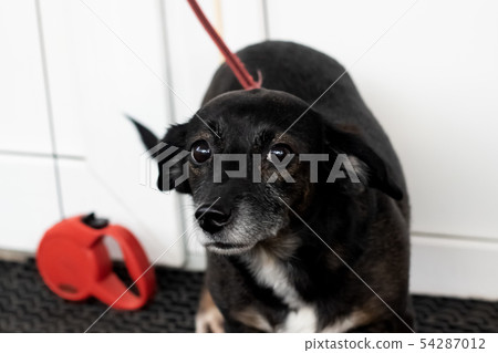Little black scared dog, close up portrait 54287012