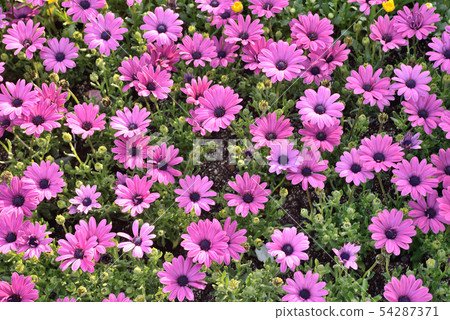 Pink flowers 54287371