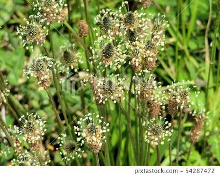 Horse mackerel / Asakawa Horse mackerel / Asakawa 54287472