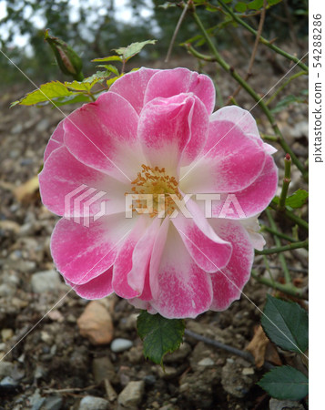 Close-up Beautiful pink rose in a garden. 54288286