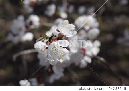 Spring blooming sakura cherry flowers branch Spring blooming sakura cherry flowers branch 54288346
