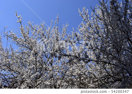 Cherry Tree Flowers Spring Blossom 54288347