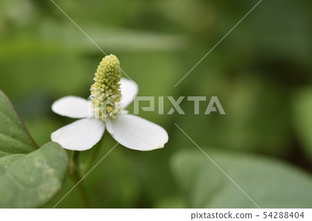 Hokkaido Hokkaido 54288404