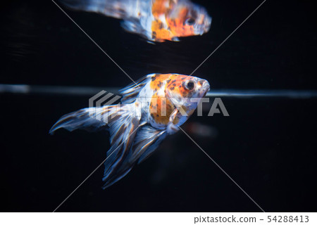 Goldfish Goldfish 54288413