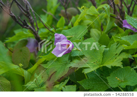 Hachimantai秋田Komagatake在初夏 Hachimantai秋田Komagatake在初夏 54288558