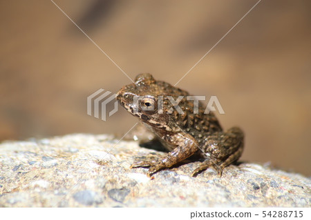 Bamboo shoots Bamboo shoots 54288715