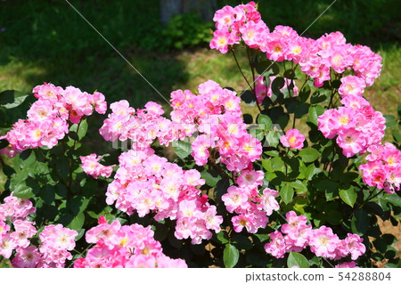 玫瑰花朵曝光 玫瑰花朵曝光 54288804