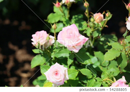 玫瑰花朵新娘粉紅色 54288805