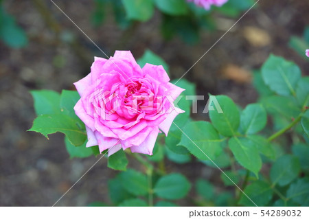 在洋紅色的玫瑰花朵 54289032