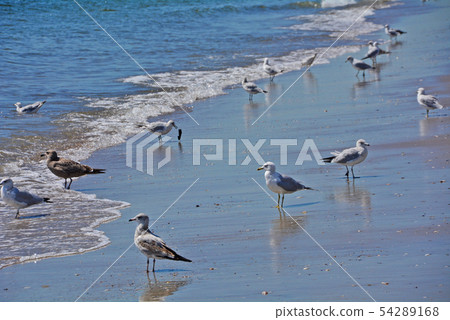海鷗布賴頓海灘紐約康尼島 海鷗布賴頓海灘紐約康尼島 54289168