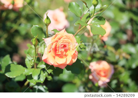 玫瑰開花在雨中唱歌 54289209