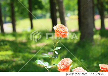 Rose flower Ashram 54289365
