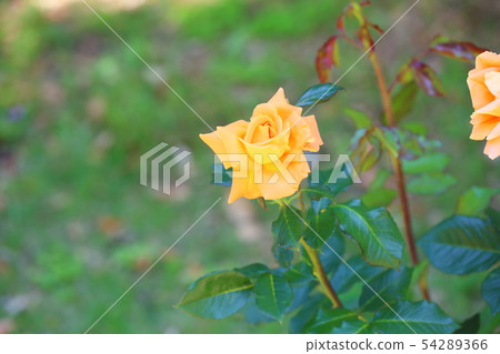 Rose flower Ashram 54289366