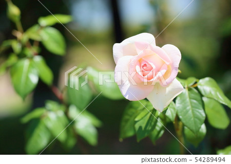 玫瑰花我的花園 54289494