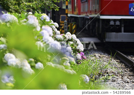Ajisai Train Type 2000 [2019] Hakone Tozan Railway [Kanagawa Prefecture] 54289566