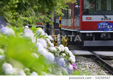 Ajisai Train 2000 [2019] Hakone Tozan Railway Ohiradai [Kanagawa Prefecture] 54289567
