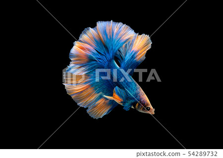 Swimming Action of Betta, Siamese fighting fish Swimming Action of Betta, Siamese fighting fish 54289732