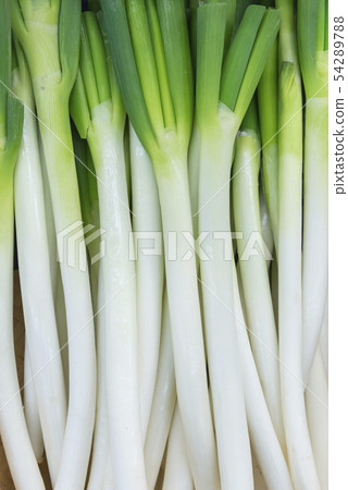 一個長洋蔥 一個長洋蔥 54289788