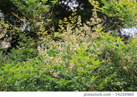 南方的天空 54289960