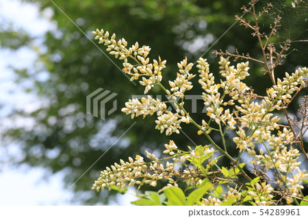 南方的天空 54289961