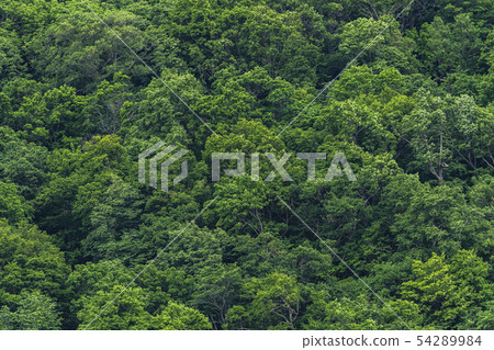 美麗的森林 美麗的森林 54289984