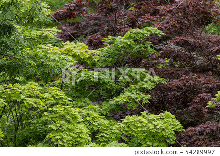 Beautiful Forest Beautiful Forest 54289997