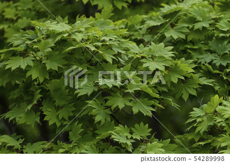 Beautiful Forest 54289998