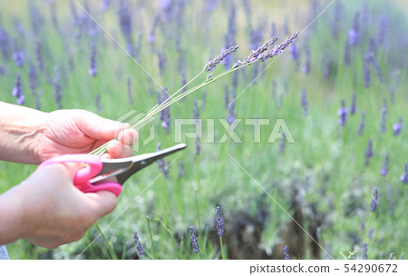 Lavender picking 54290672