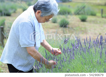 Lavender picking 54290679