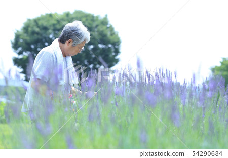 薰衣草採摘 54290684