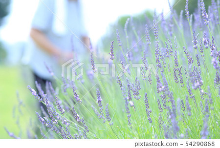Lavender picking 54290868