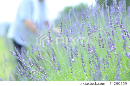 Lavender picking 54290869
