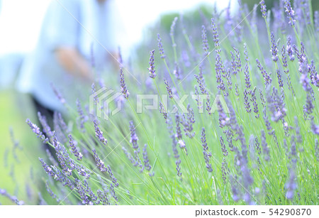 Lavender picking Lavender picking 54290870
