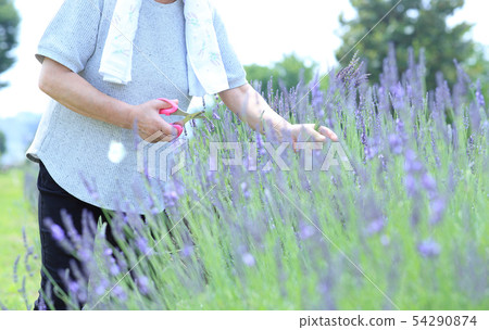 Lavender picking 54290874