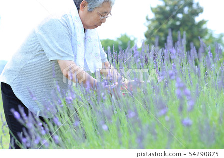 薰衣草採摘 54290875
