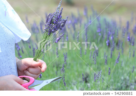 Lavender picking Lavender picking 54290881
