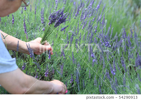 薰衣草採摘 薰衣草採摘 54290913