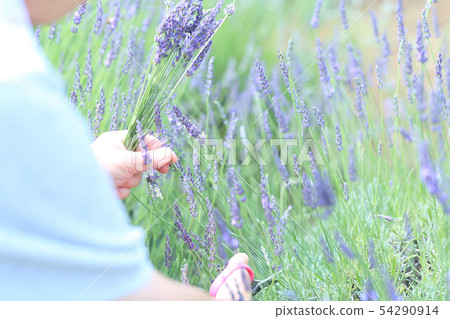 薰衣草採摘 54290914