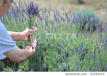 Lavender picking Lavender picking 54290919