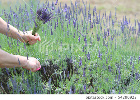 Lavender picking Lavender picking 54290922