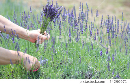 Lavender picking 54290971