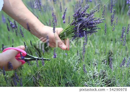 Lavender picking 54290978