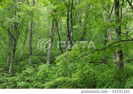 初夏山毛櫸森林 - 福島縣石梅鎮森林 54291102