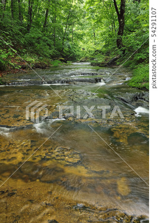 Monolithic swamp and beech forest Early summer-Blessing forest Shiomi Town, Fukushima Prefecture 54291107
