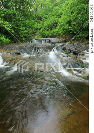 Monolithic swamp and beech forest Early summer-Blessing forest Shiomi Town, Fukushima Prefecture 54291108