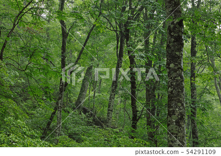 Early summer beech forest-grace forest Shiomi Town, Fukushima Prefecture 54291109