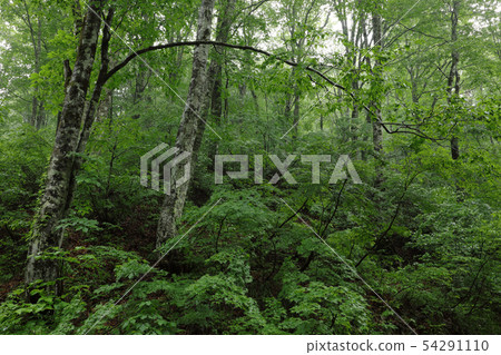 初夏山毛櫸森林 - 福島縣石梅鎮森林 54291110