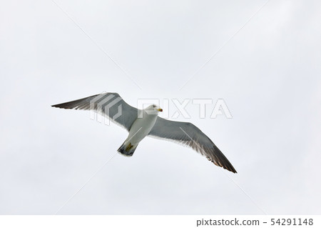 Seagull Seagull 54291148
