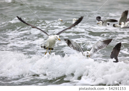 Seagull Seagull 54291153